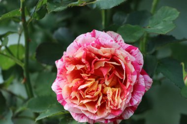 Close-up of large rose with striped pink, red, and white petals. Yellow-orange center, blurred green leaf background enhances flowers beauty.
