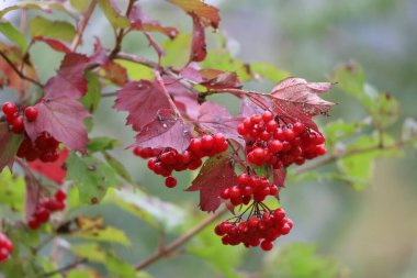 Close-up of autumn viburnum with red berries. Leaves slightly damaged but full of natural charm.