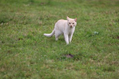 A white Turkish Angora cat stands in green grass, looking directly into the camera. Its long silky fur and bright eyes create a pure, elegant look.