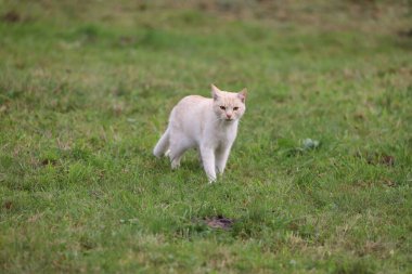 A pure white cat with bright eyes standing in green grass, embodying calmness and natural feline beauty.