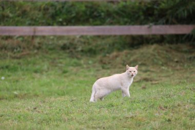 Elegant long-haired white cat standing in a sunny meadow, its soft coat and gentle gaze highlighted by natural light.