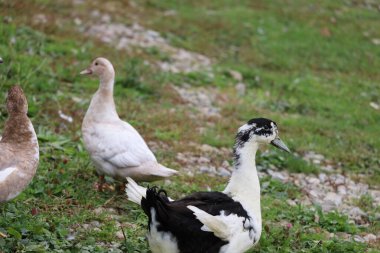 Black-and-WDucks on an open grassy meadow. Black-and-white duck in the foreground, white duck behind, standing on grass and vegetation.hite Duck with White Duck on Grass