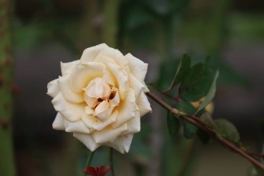 Fully bloomed yellow rose with green stems and leaves background, foreground features a few reddish-brown leaves.