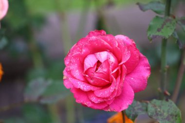 Large pink hybrid tea rose with peony-like layered petals, water droplets on petals. Blurred background shows green leaves and garden elements.