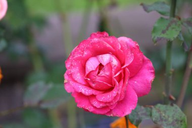 Pink rose, Lime Renowned or Anton Chekhov variety, fully bloomed with layered petals and fresh water droplets. Blurred background focuses on flower.