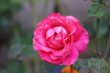 Hybrid tea pink rose with peony-like appearance in garden, petals with water droplets, blurred green foliage background.