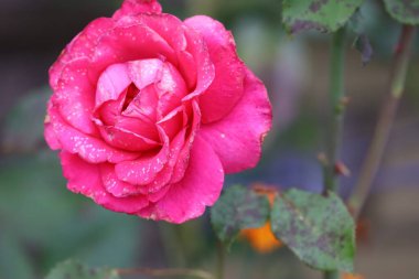Light pink hybrid tea rose with layered petals and dew drops, flower details sharp on blurred garden background.