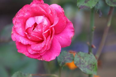 Fully opened pink hybrid tea rose with peony-like petals and fresh dew, blurred background with green leaves and garden elements.