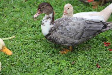 Pair of ducks on vivid green lawn. Front duck has gray and white plumage, back duck is pure white. Red leaves add color contrast.