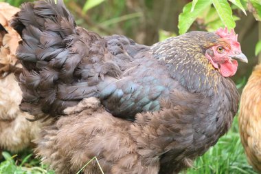 Orpington chicken with gray-brown plumage and red head stands in grass outdoors. Another chicken partially visible in the background.