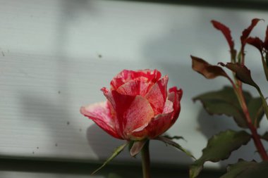 Close-up of red and white striped rose. Focus on flower, blurred background shows leaves and stem.