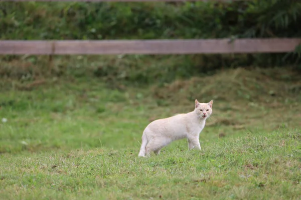 Elegant long-haired white cat standing in a sunny meadow, its soft coat and gentle gaze highlighted by natural light.