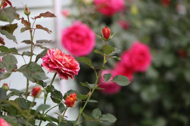 Floribunda rose bush with large red and white double flowers. Central bloom fully open, surrounded by buds and green leaves on soft blurred background.