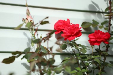 Bright red rose with velvet petals and unopened buds grows against a white wall with horizontal panels.