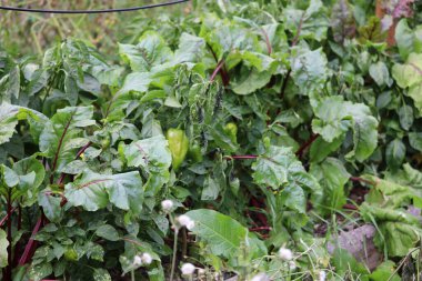 Garden vegetables growing, including pepper fruit and leafy crops such as beetroot. Fresh green garden scene with diverse plants.