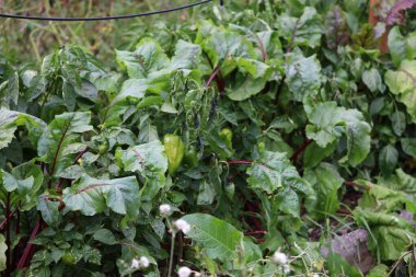 Garden plants including pepper and leafy vegetables such as beetroot. Green fresh background with diverse growing crops.