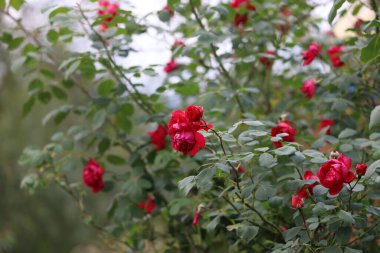 Bush with bright red rose-like flowers, possibly Chinese hibiscus. Dark green leaves, flowers spread across bush, some in focus, others blurred in soft light.
