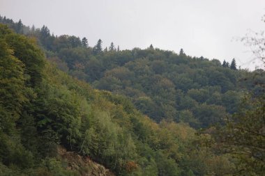 Karpatlar 'da sonbahar yapraklarıyla kaplı yoğun orman yamaçları. Yeşil, sarı ve kahverengiydi. Arka plandaki açık gökyüzü yumuşak bulutlu bir hava verir.