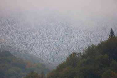 Yoğun orman yamaçları olan Karpat Dağları. Yeşil ve sonbahar renklerinde alçak yamaçlar, ilk karla kaplı üst yamaçlar. Sis ve alçak bulutlar mevsimsel geçişi vurguluyor.