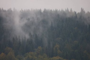 Yaprak döken ve kozalaklı ağaçları olan bir dağ yamacı. Üstte kar ve sis sahne derinliğini vurguluyor.