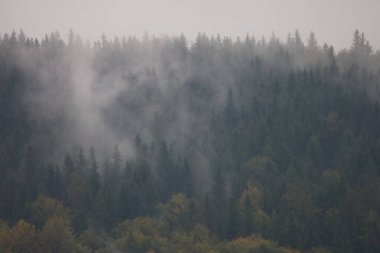 Altında sarı ve yeşil yapraklar olan ormanlık Karpatya yamacı. Üst yamaçlarda ilk kar..