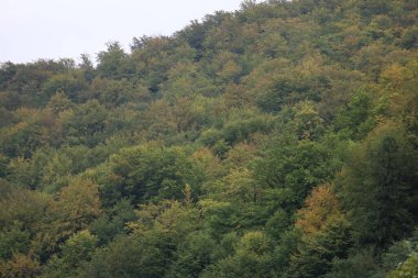 Mixed forest with green, yellow, and brown trees. Soft light diffusion and dense tree growth produce a misty atmosphere.