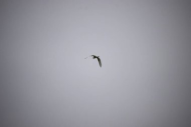 Bulutlu gri gökyüzüne karşı uçan balıkçıl silueti. S şeklinde boynu doğal zarafeti vurguluyor..