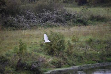 Büyük beyaz balıkçıl, yeşil bitki örtüsüyle çevrili doğal bir sonbahar manzarasında sakin suyun üzerinde uçar..