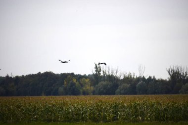 İki gri turna, yüksek yeşil mısır tarlasının üzerinde uçuyor ve parlak gökyüzünün altında sarı sonbahar yaprakları olan bir ağaç hattı..