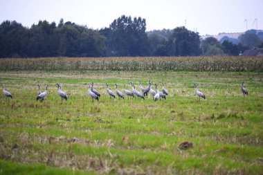 Uzun boyunlu ve bacaklı gri turna sürüsü arka planda uzun saplı ekinler, ağaçlar ve çalılarla otlak bir tarlada duruyor..