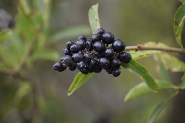 Ligustrum 'un Macro şubesi. Koyu böğürtlen ve yeşil yapraklarla dolu. Bulanık arkaplan, böğürtlenleri ve dalları vurgular.