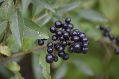 Yeşil yapraklarla çevrili koyu mor ya da siyah böğürtlenli ortak özel şube. Bulanık arkaplan bitkiyi vurgular.