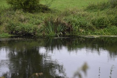 Nehir kenarındaki yoğun bitki örtüsüyle doğal nehir manzarası. Su, gökyüzünü ve bitkileri yansıtır. Huzurlu bir ortam yaratır..