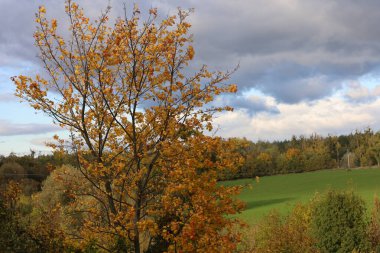 Sarı yapraklı ve mavi arkaplanlı renkli sonbahar ağacı.