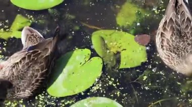 İki vahşi ördek, yeşil ördek otuyla kaplı gölet yüzeyinde besleniyor. Su ışığı doğal beyaz ve gri renklerle yansıtır..