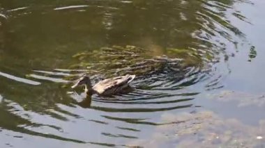 Wda Nehri 'nde yüzen iki vahşi ördek bulanık yeşil-kahverengi su, görünür dalgalar ve yüzeye yakın su bitkileri..