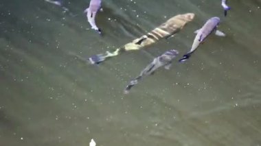 Birkaç balığın su altı görüntüsü hafif bulutlu bir nehirde hareket ediyor. Görünür kabarcıklar ve yansımalarla. Wda Nehri, Polonya 'da çekildi..