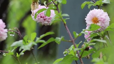 Videoda altın merkezli büyük pembe yıldız çiçekleri gösteriliyor. Yaprakların üzerinde yağmur damlaları parıldıyor ve yapraklar rüzgarda hafifçe sallanırken yapraklar. Bulanık mavi-yeşil arka plan sakin ve ferahlatıcı bir atmosfer yaratır..