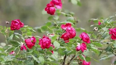Video, rüzgarda hafifçe sallanan canlı kırmızı güllerden oluşan bir çalıyı gösteriyor. Yaprakların zengin rengi ve doğal ışık sakin ve güzel bir bahçe atmosferi yaratır..