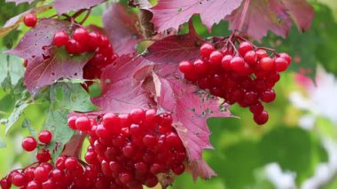 Kırmızı dutlu viburnum dalları rüzgarda hafifçe hareket ediyor. Bulanık bir arka planda parlak meyveler, sonbaharın doğal güzelliğini ön plana çıkarıyor..