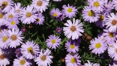 Video, parlak kırmızı böğürtlen kümelerinin olduğu yaygın bir viburum dalının yakın çekimini gösteriyor. Yapraklar yeşilden kırmızıya kadar değişiyor ve bazı böcek hasarları var. Bulanık arka plan canlı meyveleri ve sonbahar havasını vurguluyor..