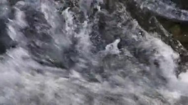 Video, parlak kırmızı böğürtlen kümelerinin olduğu yaygın bir viburum dalının yakın çekimini gösteriyor. Yapraklar yeşilden kırmızıya kadar değişiyor ve bazı böcek hasarları var. Bulanık arka plan canlı meyveleri ve sonbahar havasını vurguluyor..