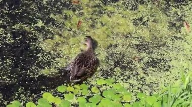 İki vahşi ördek, yeşil ördek otuyla kaplı gölet yüzeyinde besleniyor. Su ışığı doğal beyaz ve gri renklerle yansıtır..