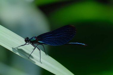 Mavi, parlak erkek bir kızböceği ince yeşil bir bıçağın üzerinde oturur. Koyu metalik kanatları, yeşil ve mavi tonların yumuşak bulanık arkaplanlarıyla tezat oluşturur..