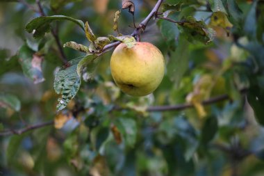 Sonbahar yapraklı bir dalda yeşil-sarı bir elma asılı. Bulanık arkaplan, yeşil ve sarı renkli elma ve yakındaki dalları vurgular.