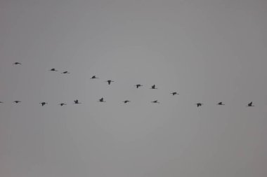 Göçmen turnalar bulutlu gri gökyüzüne karşı V şeklinde uçuyorlar..