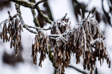 Kurumuş tohumlarla kaplı kül ağacı dalları bulanık kış arka planında beyaz don ile kaplı..