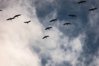 Birkaç gri turna kanatları açık bulutlu gökyüzüne doğru uçarak çarpıcı bir kontrast oluşturur..