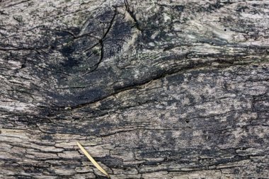 Derin çatlaklar, mavi, beyaz ve gri tonlarda ahşap dokuların yakın çekimi soyut bir doğal desen yaratıyor..