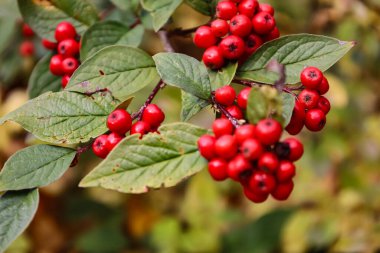 Oval yeşil yapraklar ve bulanık arka planda parlak kırmızı böğürtlen kümeleriyle Cotoneaster dalına yakın çekim.